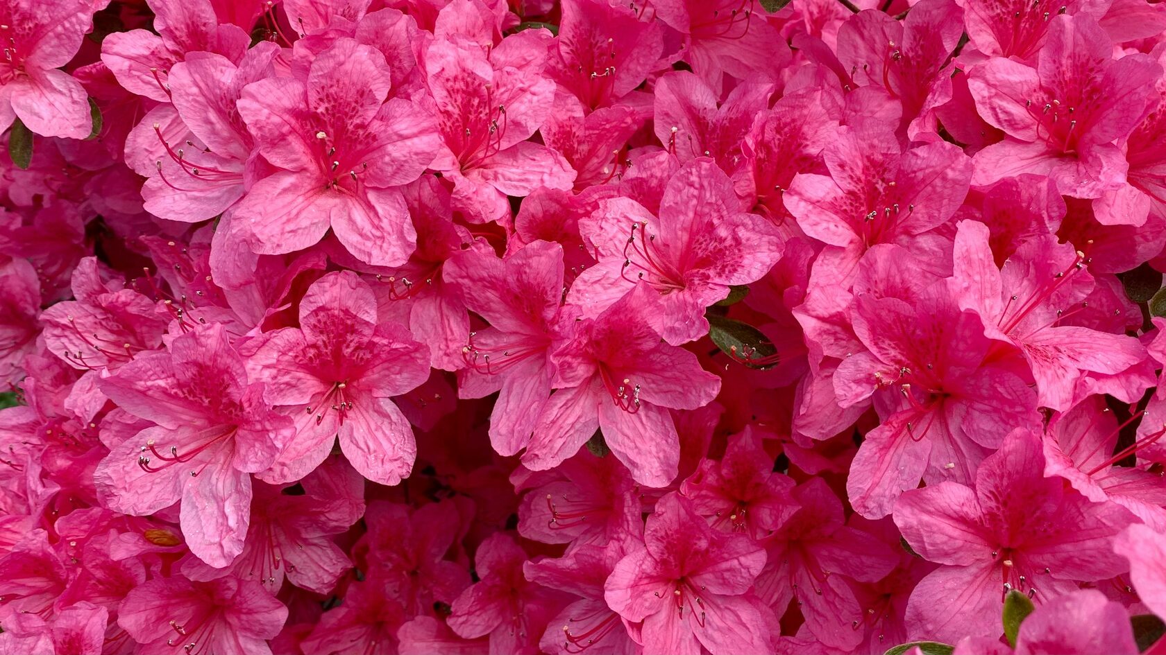 Рододендрон Шлиппенбаха (Rhododendron schlippenbachii)