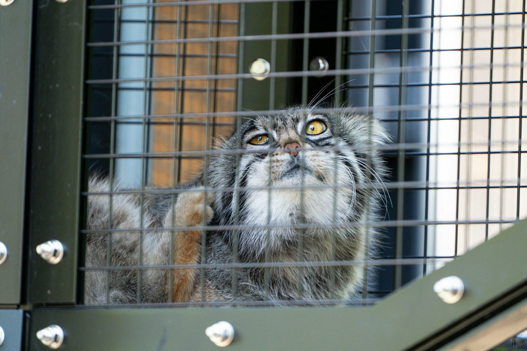 Манул (Otocolobus manul)