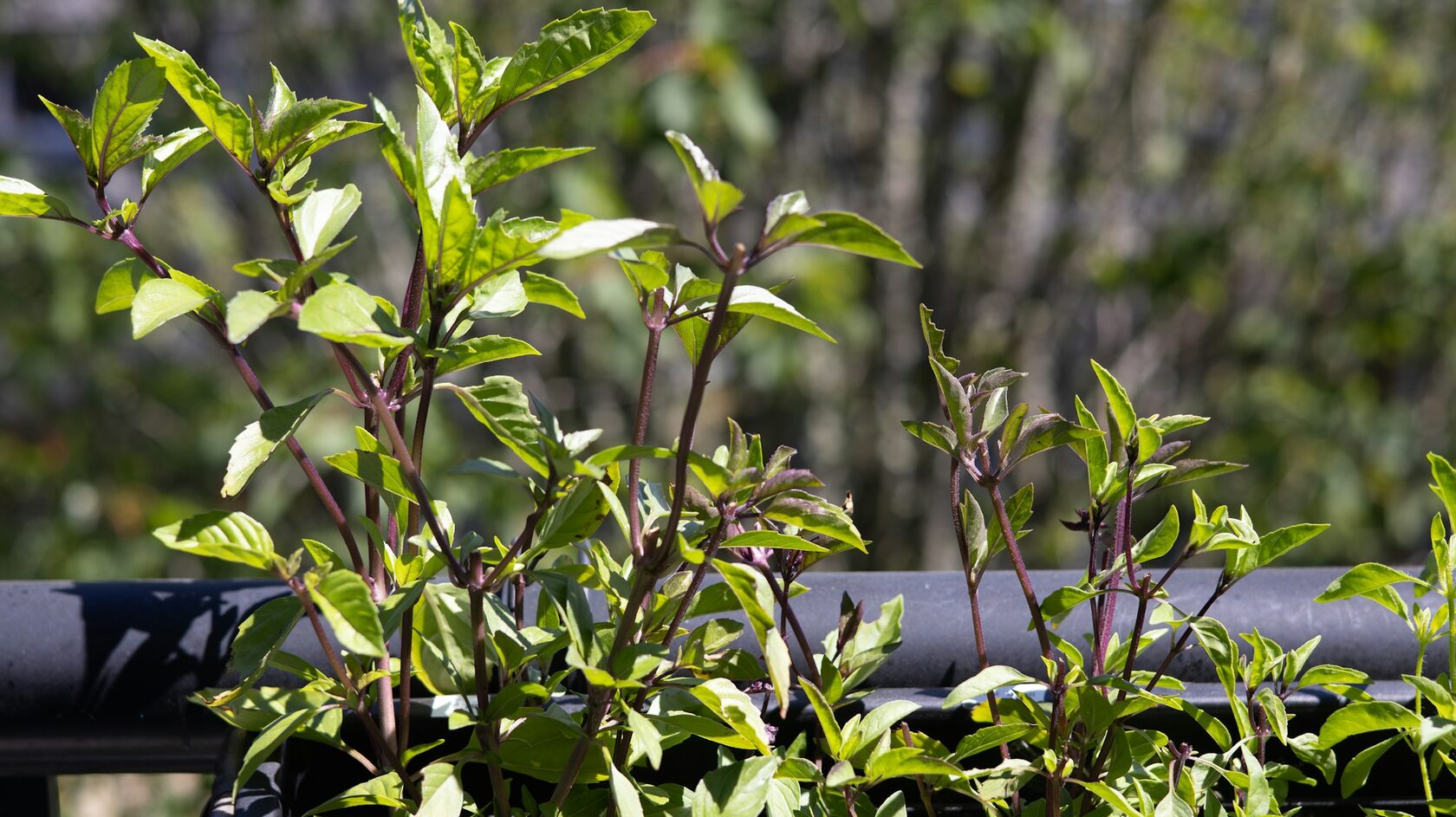 Fresh basil
