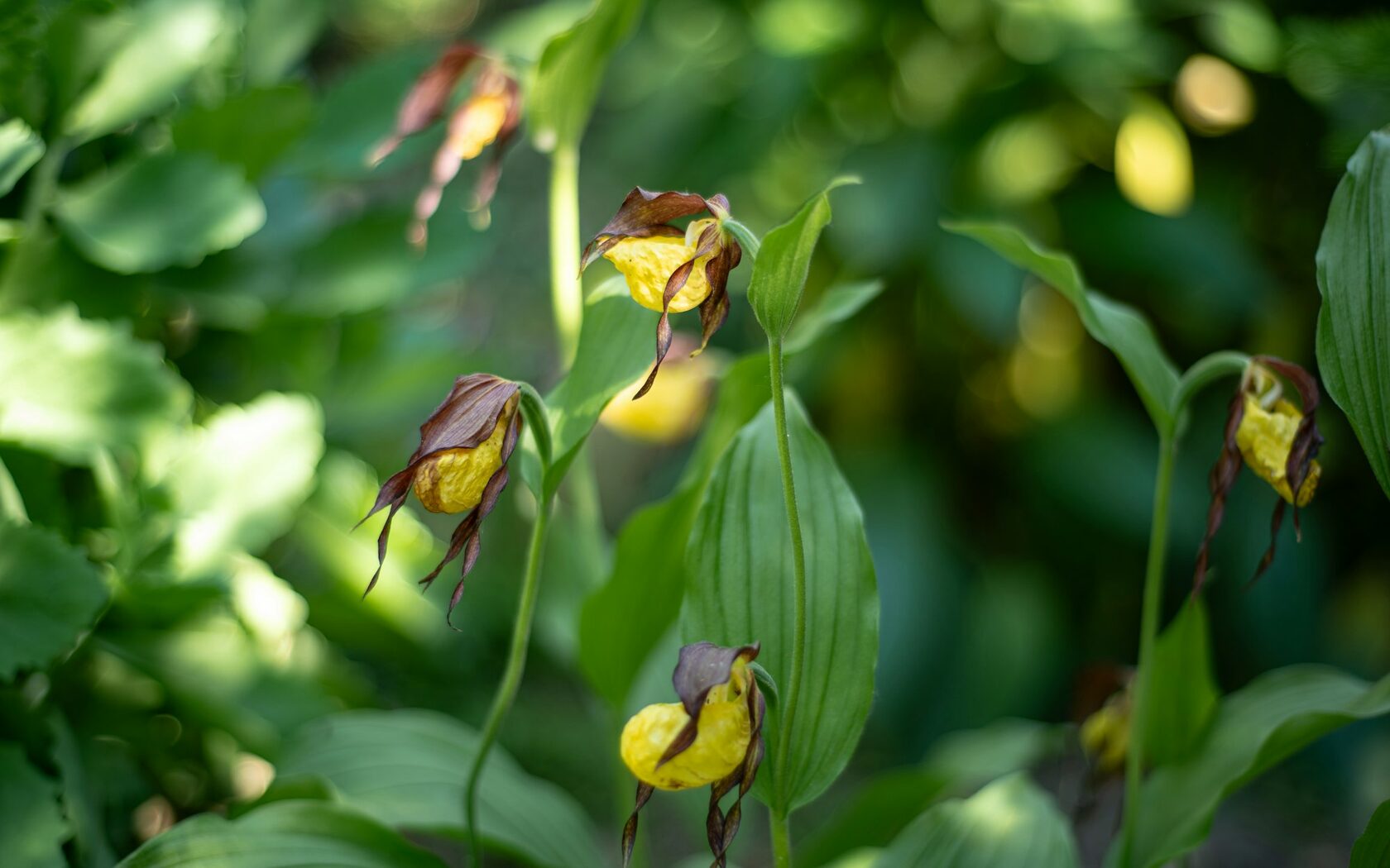 Венерин башмачок настоящий (Cypripedium calceolus)