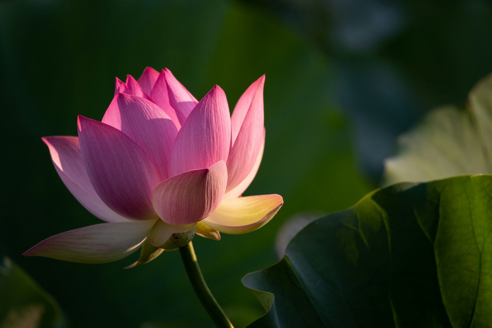 Лотос орехоносный (Nelumbo nucifera)