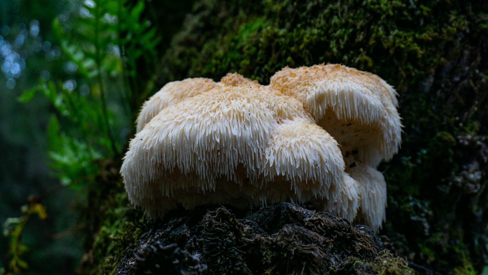 Ежовик коралловидный (Hericium coralloides)