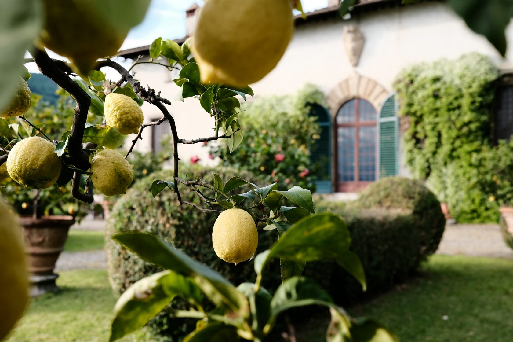 Lemon garden