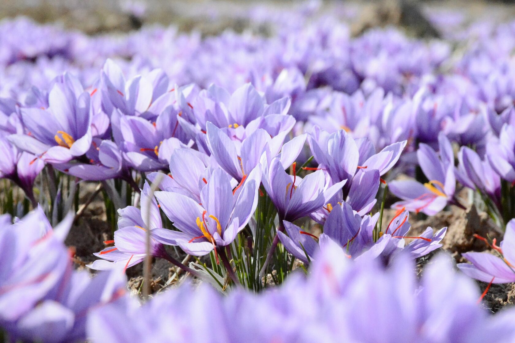 Безвременник весёлый (Colchicum laetum)