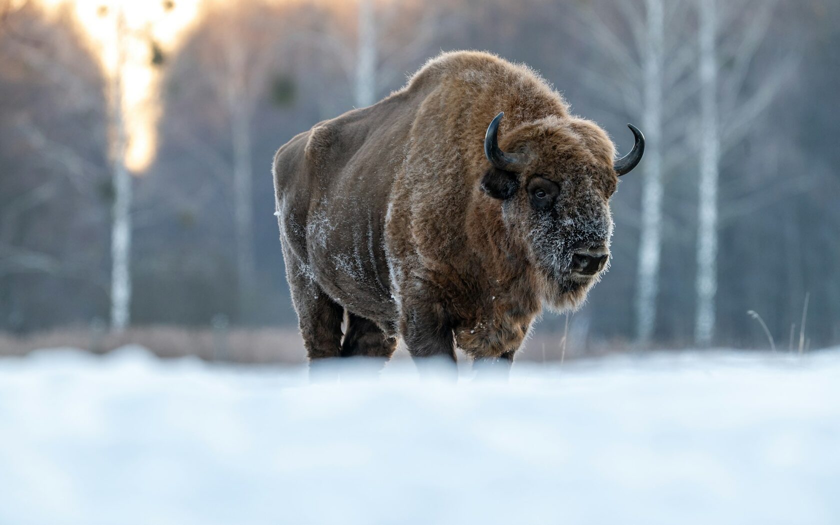 Зубр (Bison bonasus)