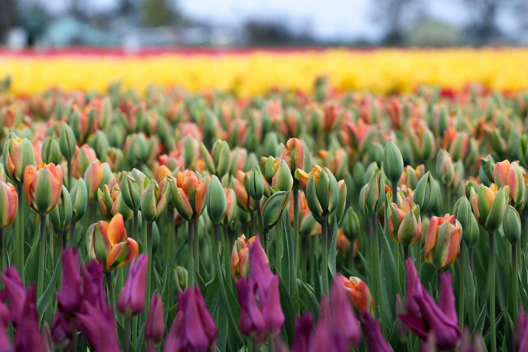 Тюльпан Шренка (Tulipa schrenkii)