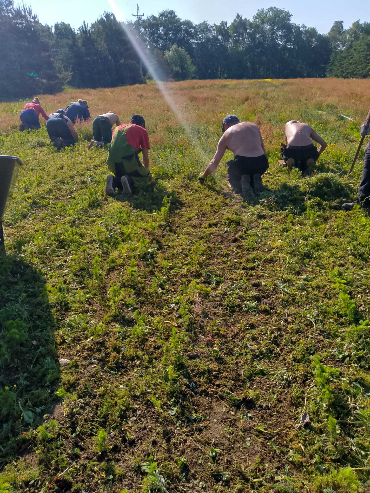 Workers tending to crops in an open field under sunny sky