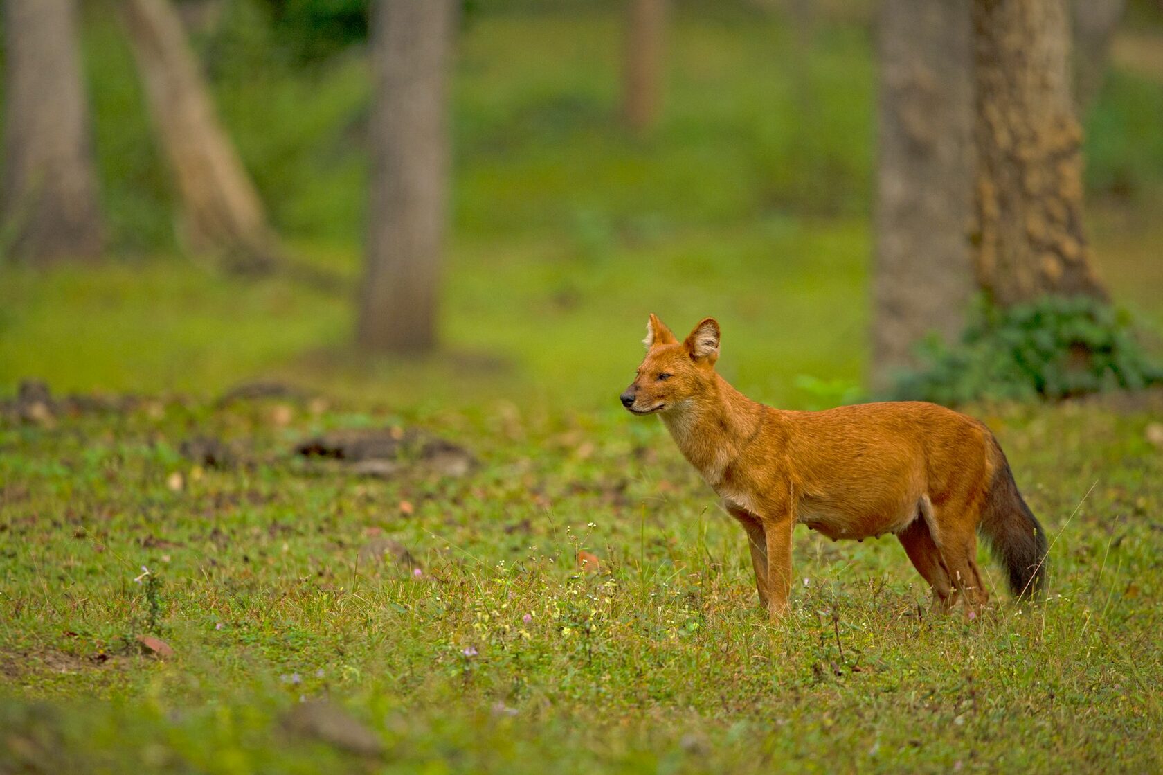 Красный волк (Cuon alpinus)