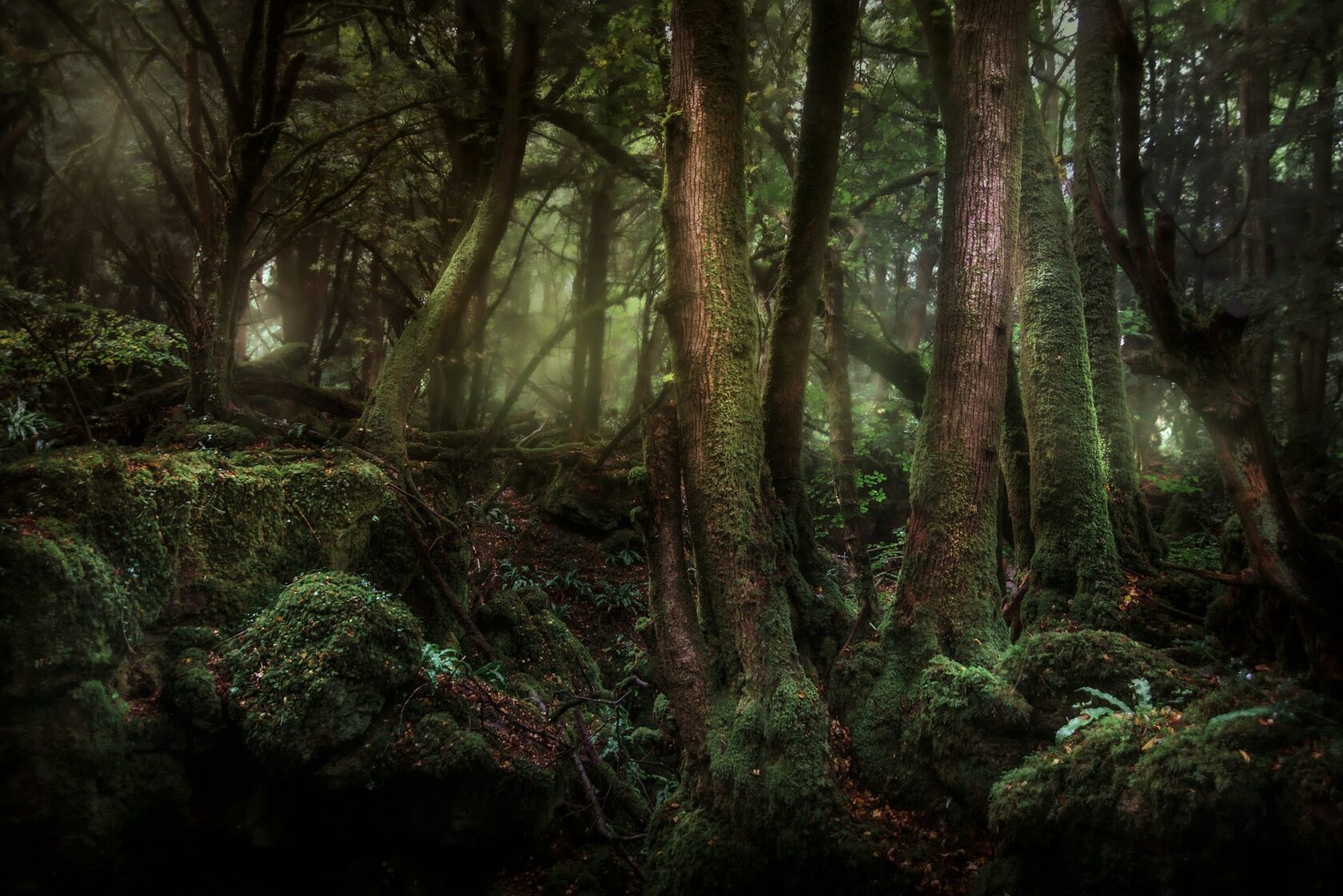 Forest landscape