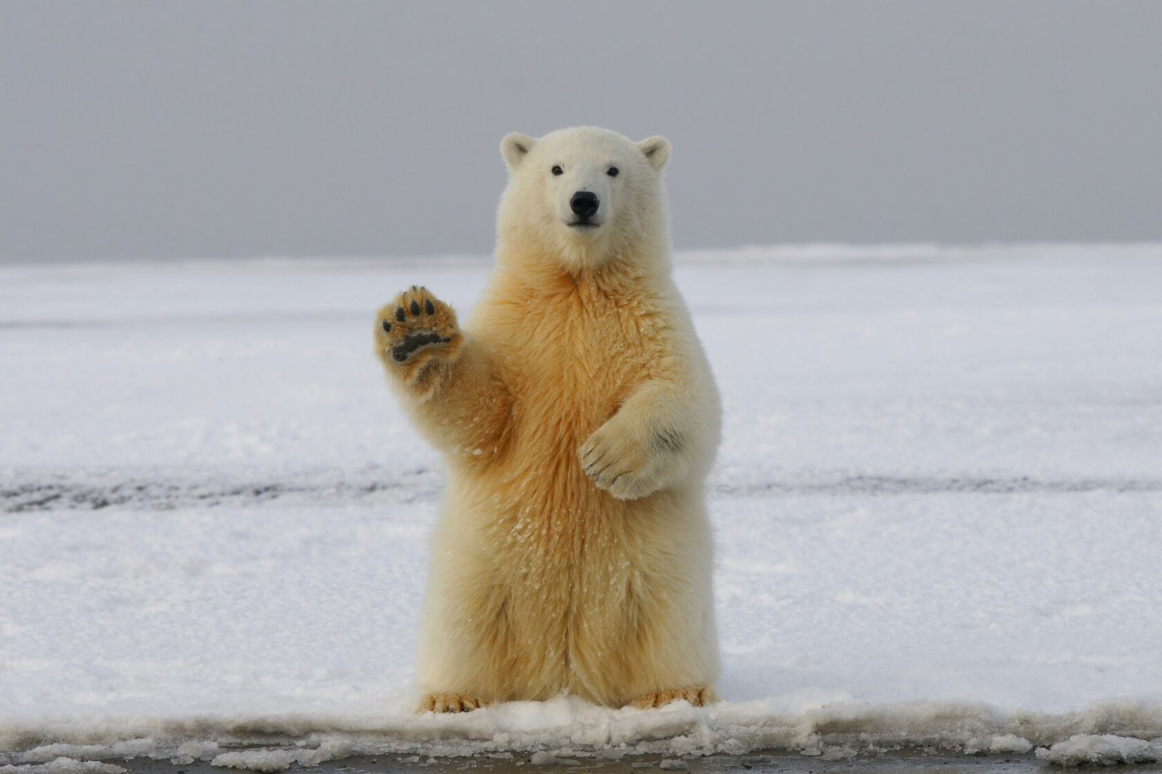 Белый медведь (Ursus maritimus)