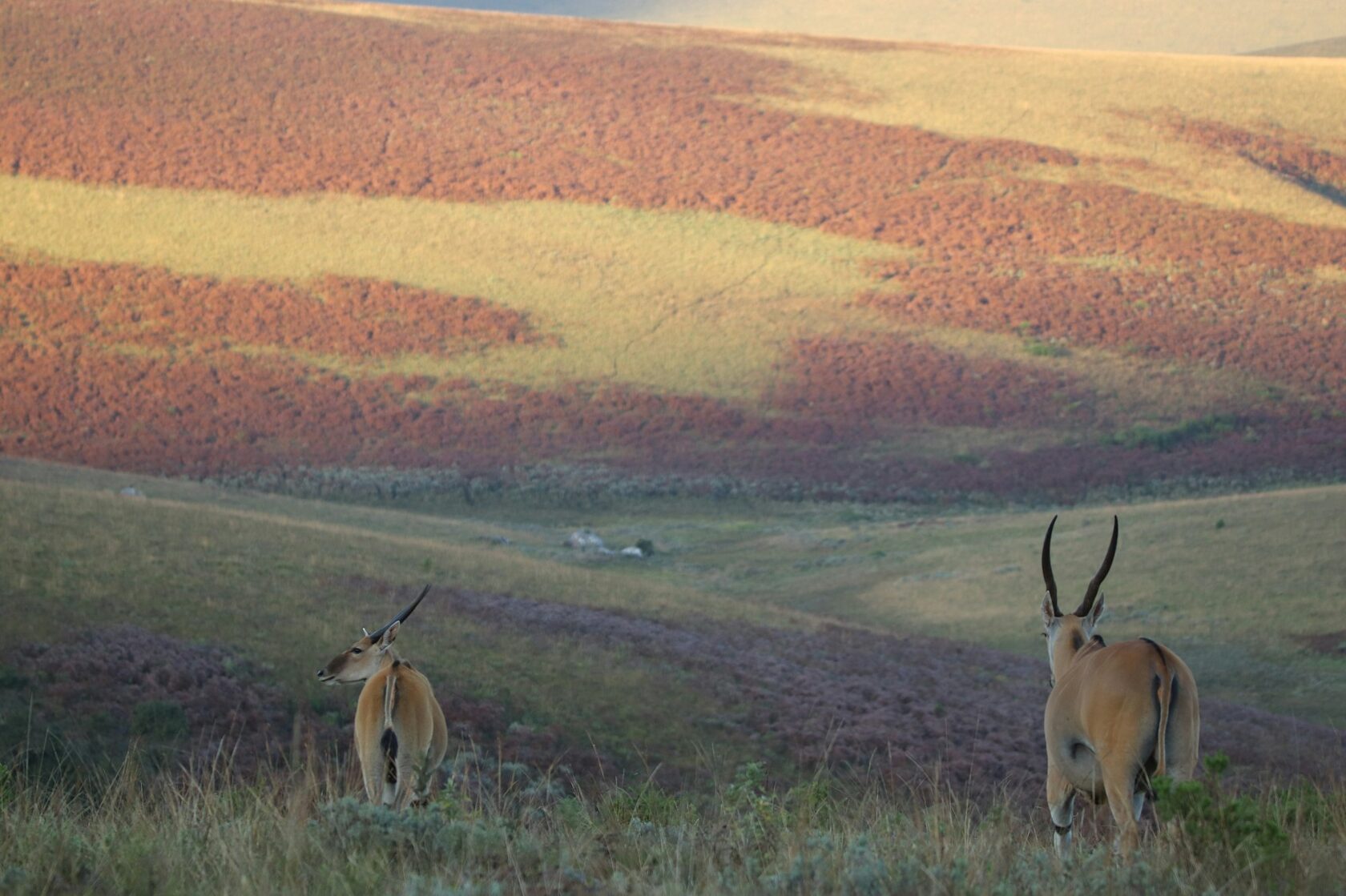 Сайгак (Saiga tatarica)