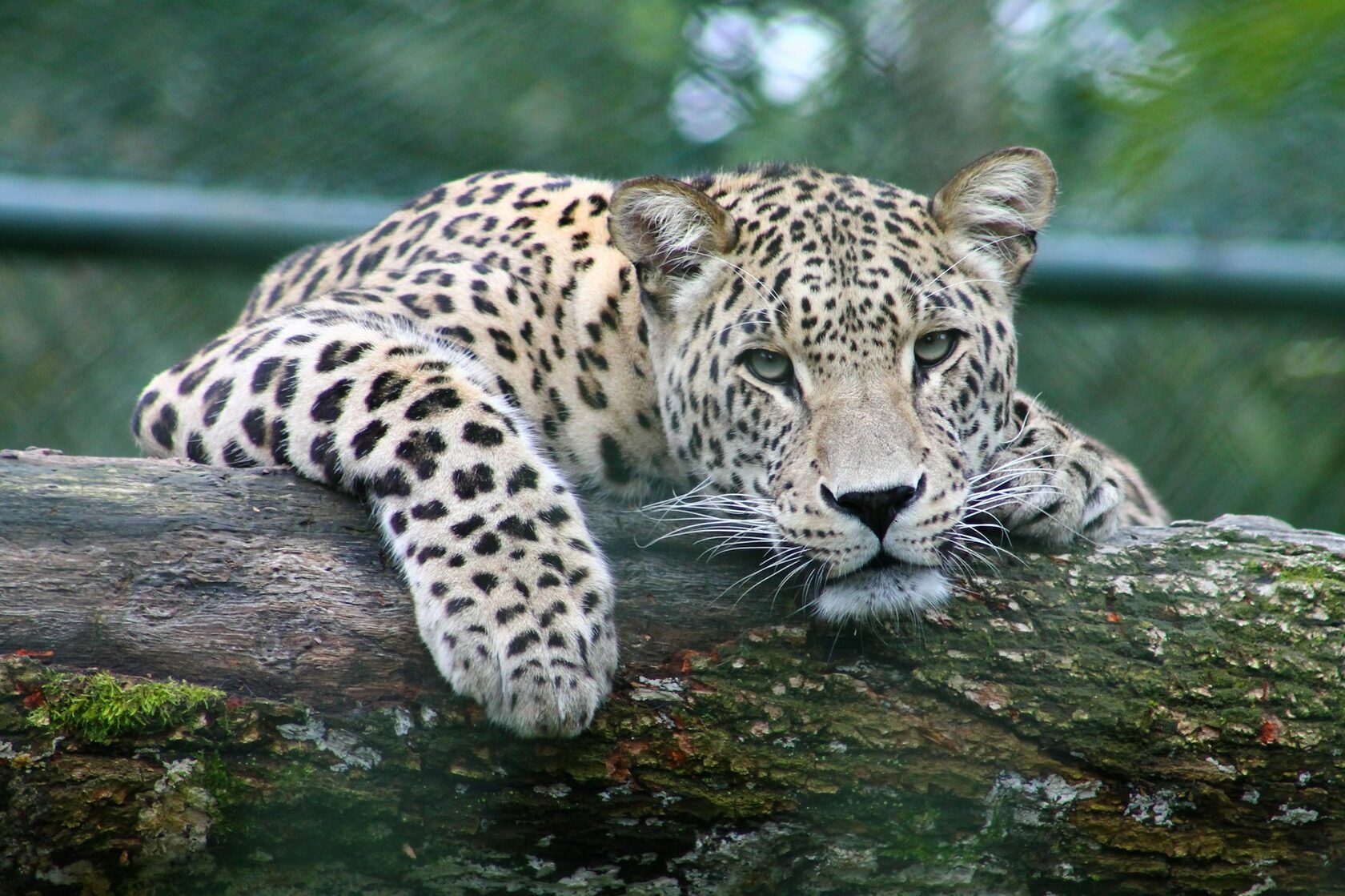Дальневосточный леопард (Panthera pardus orientalis)