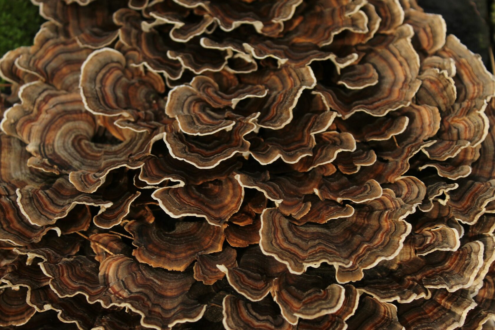 Грифола курчавая (Grifola frondosa)