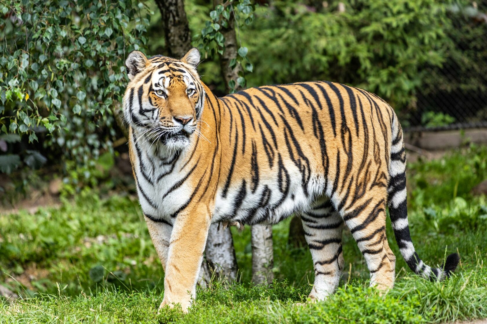 Амурский тигр (Panthera tigris altaica)