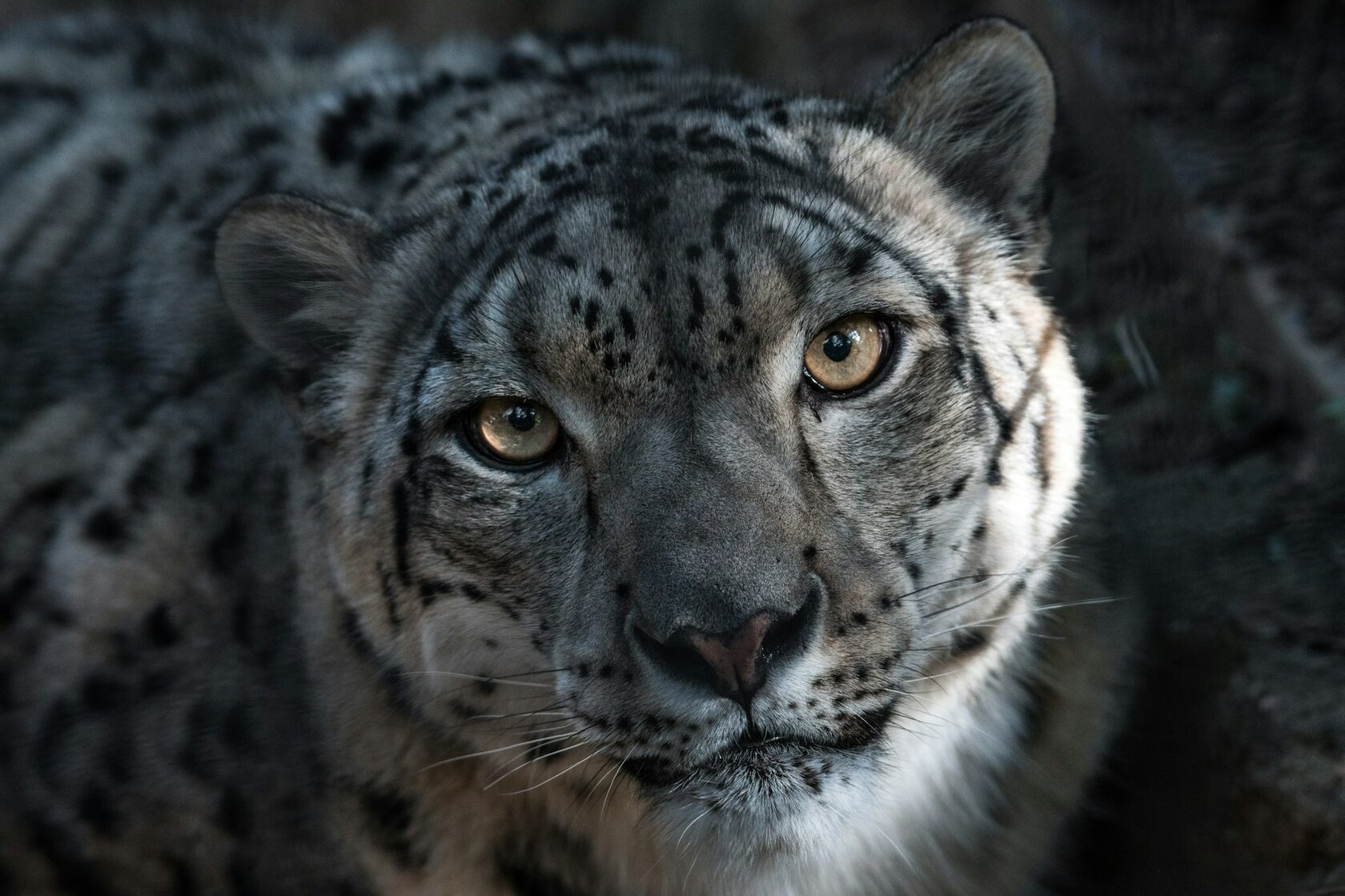 Снежный барс (Panthera uncia)