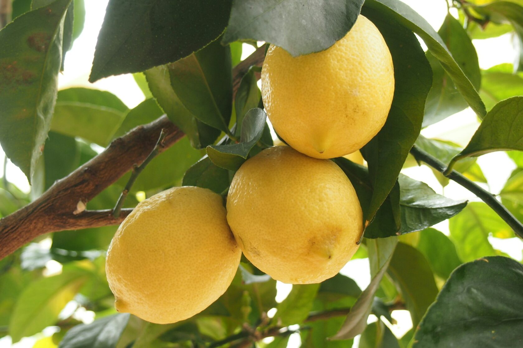 Fresh lemons
