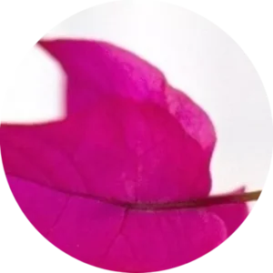 website icon